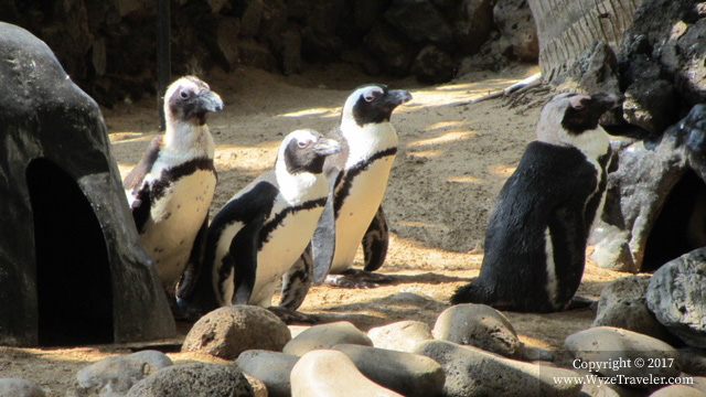 Penguins in lobby