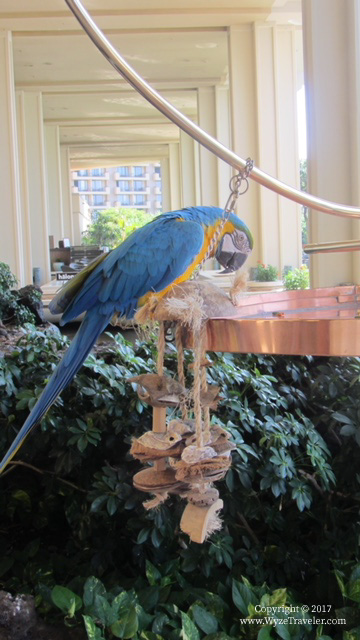 Parrot in lobby